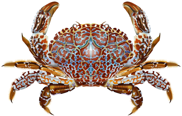 Toxic Reef Crab - Zosimus aeneus