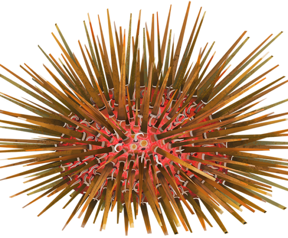 Tuberculate Urchin - Marinewise