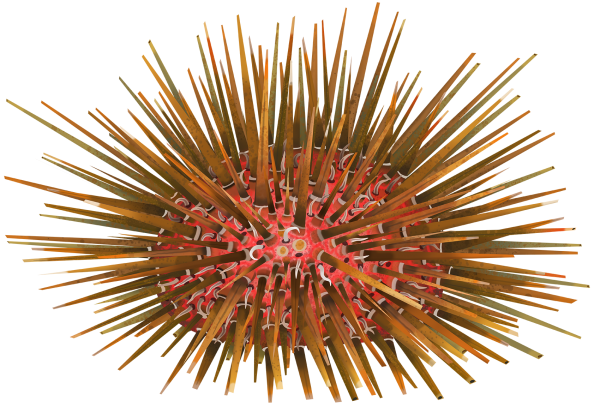 Tuberculate Urchin - Marinewise