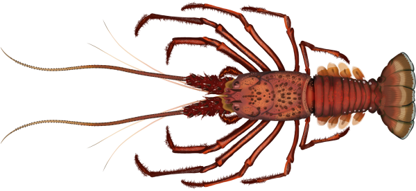 Western Rock Lobster - Marinewise