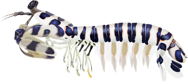 Zebra Mantis Shrimp - Marinewise