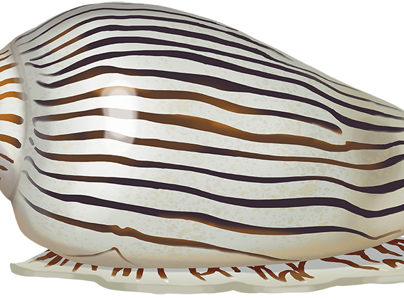 Zebra Volute - Marinewise