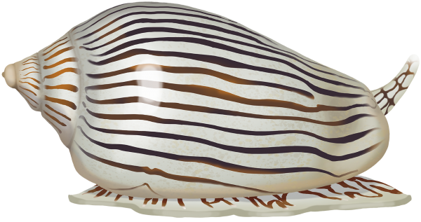Zebra Volute - Marinewise