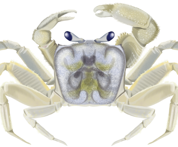 Ghost Crab - Marinewise