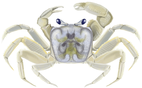 Ghost Crab - Marinewise