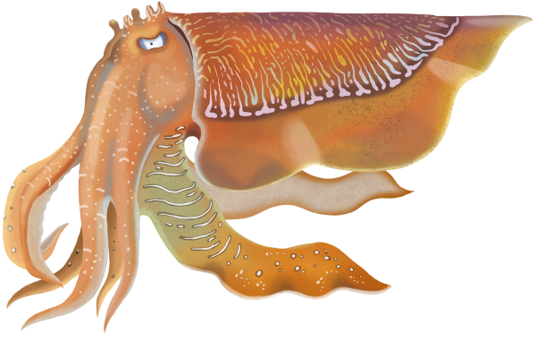 Giant Cuttlefish - Marinewise