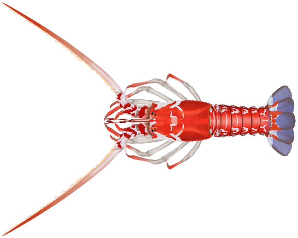 Red Champagne Lobster - Marinewise