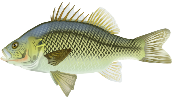 Australian Bass - Marinewise