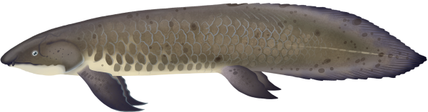 Australian Lungfish - Marinewise