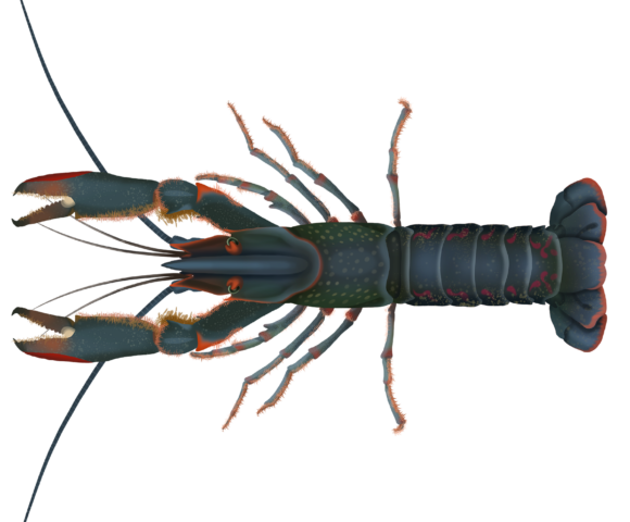 Australian Red Claw Crayfish - Marinewise
