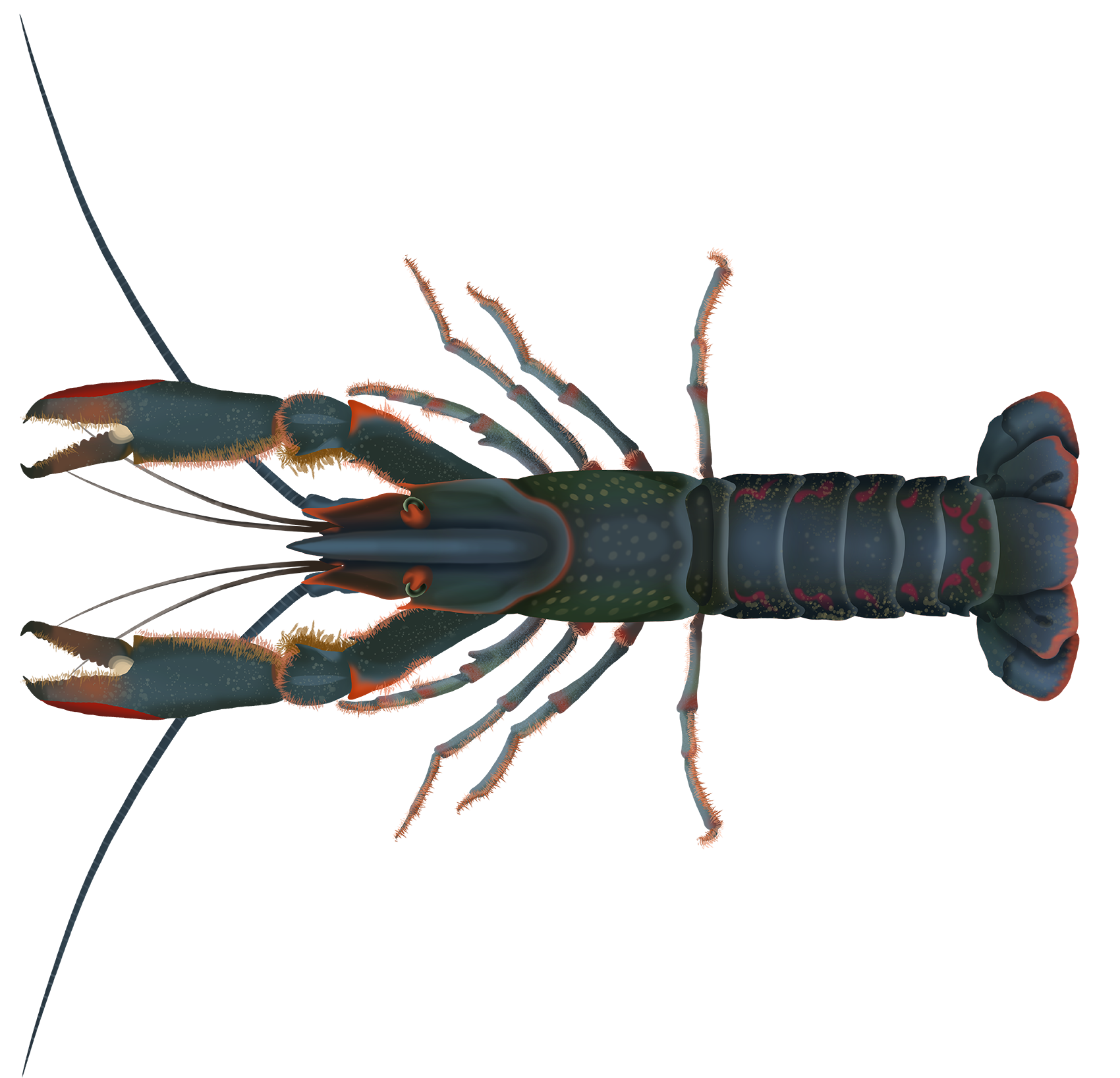 PDF) New observations of the exotic Australian red-claw crayfish