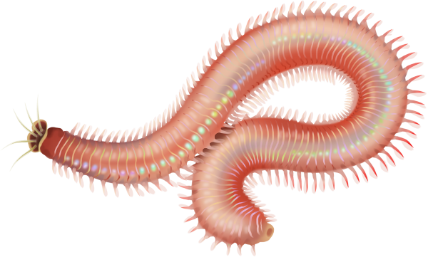 Blood Worm - Marphysa mullawa