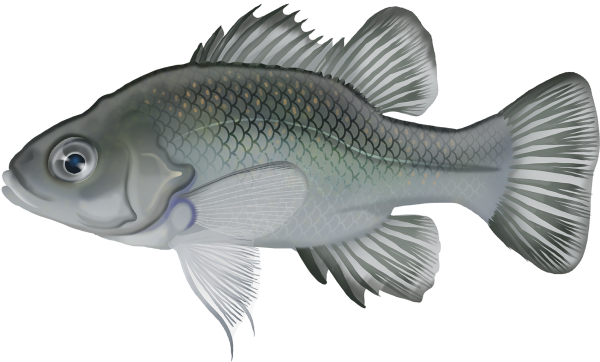 Blue Mountains Perch - Marinewise