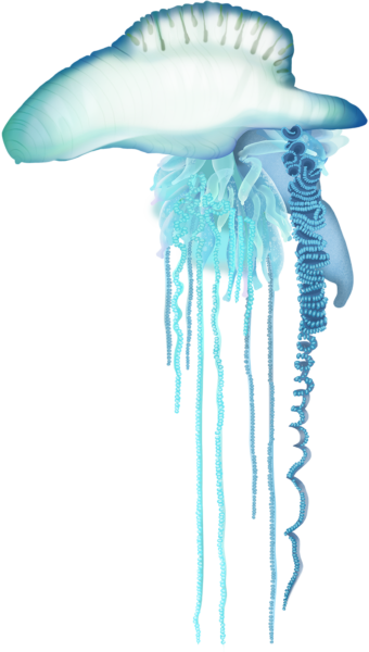 Bluebottle Jellyfish - Marinewise