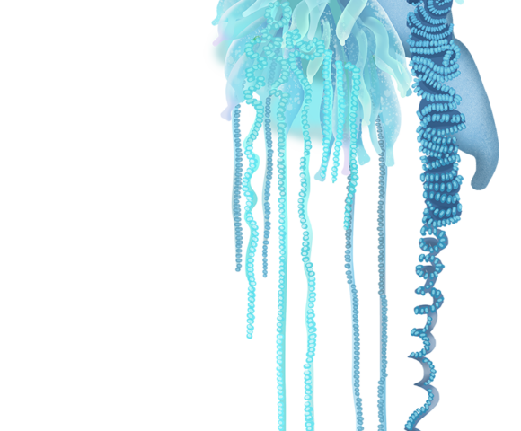 Bluebottle Jellyfish - Marinewise