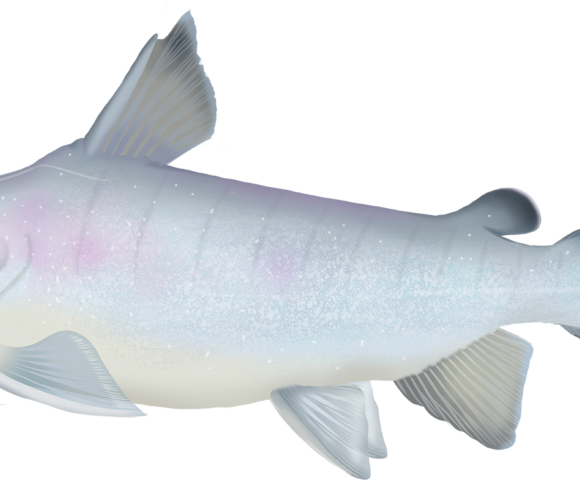 Boofhead Catfish - Marinewise
