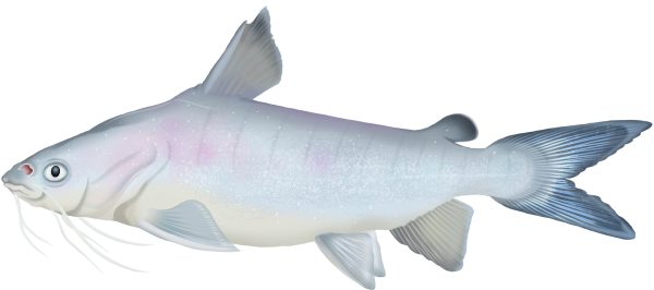 Boofhead Catfish - Marinewise
