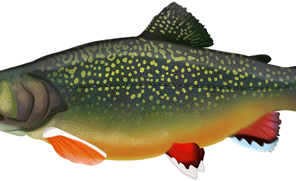 Brook Trout - Marinewise