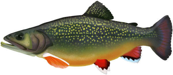 Brook Trout - Marinewise
