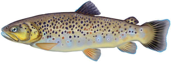Brown Trout - Marinewise