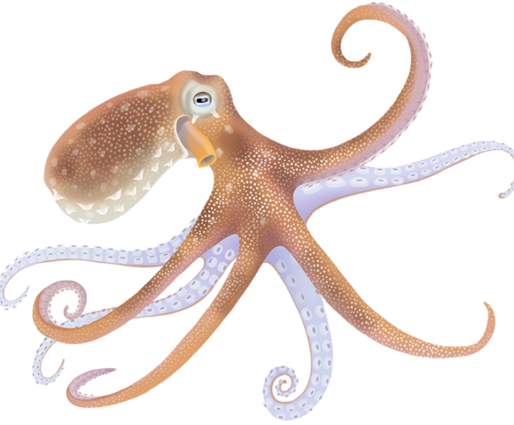 Common Octopus - Marinewise