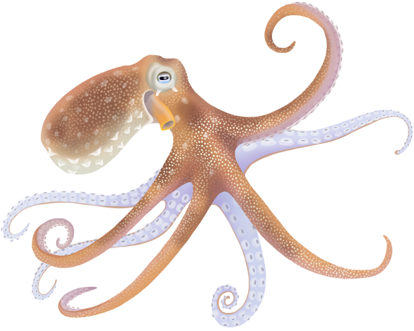 Common Octopus - Marinewise