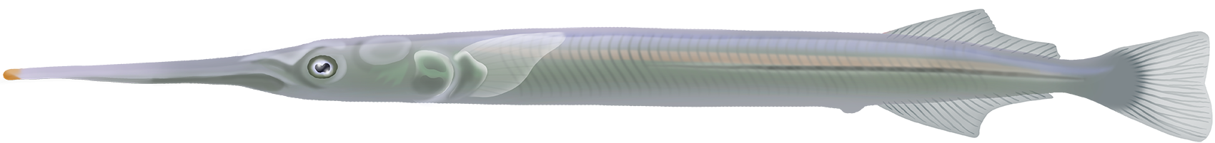 Freshwater Longtom - Marinewise