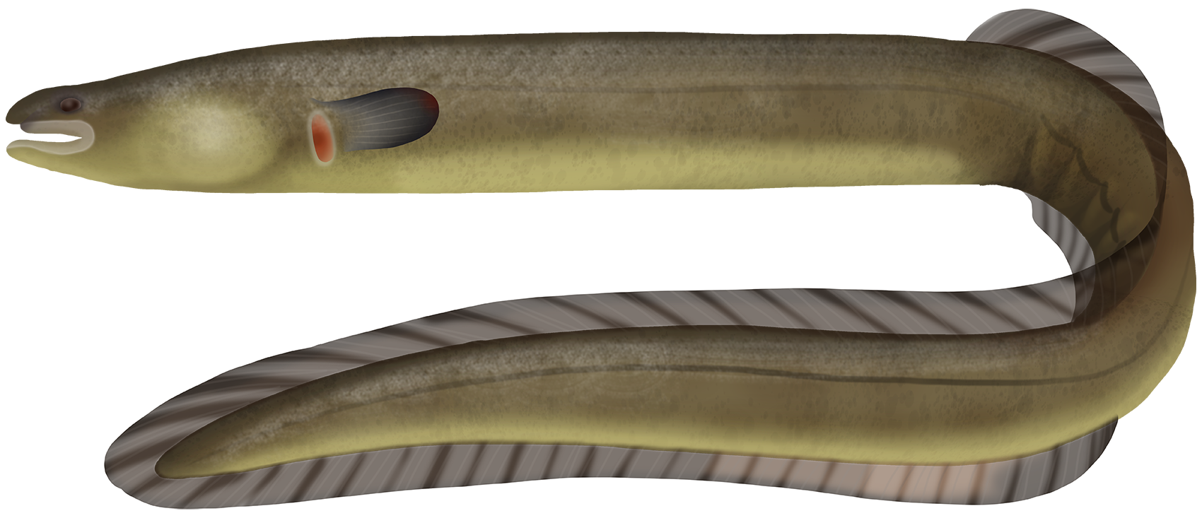 Indonesian Shortfin Eel - Marinewise