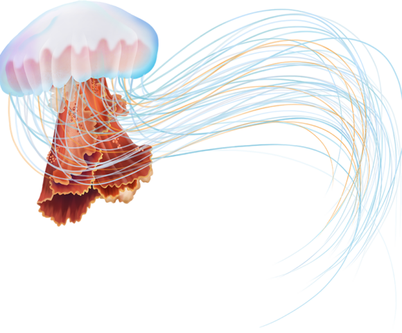 Lion's Mane Jellyfish - Marinewise