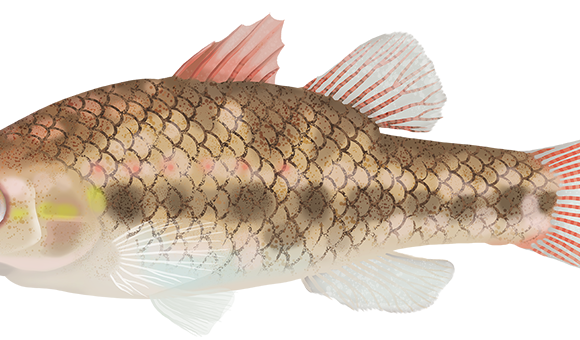 Little Pygmy Perch - Marinewise