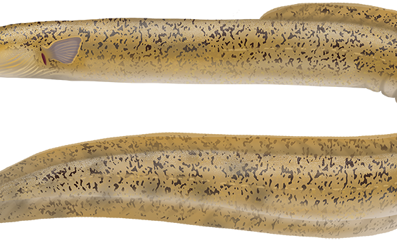 Longfin Eel - Marinewise