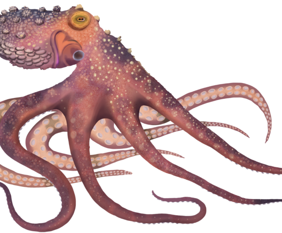 Maori Octopus - Marinewise