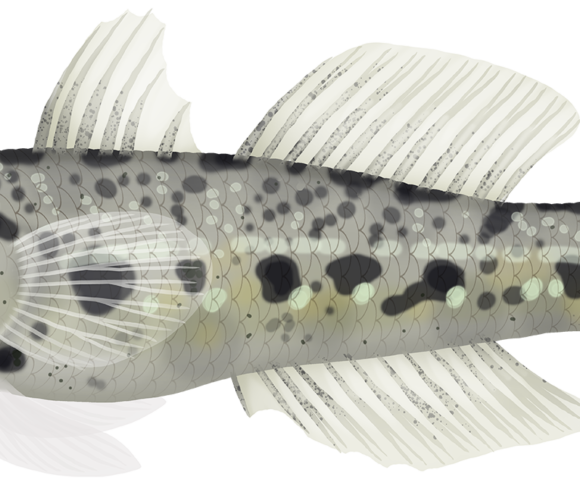 Ocellated River Goby - Marinewise