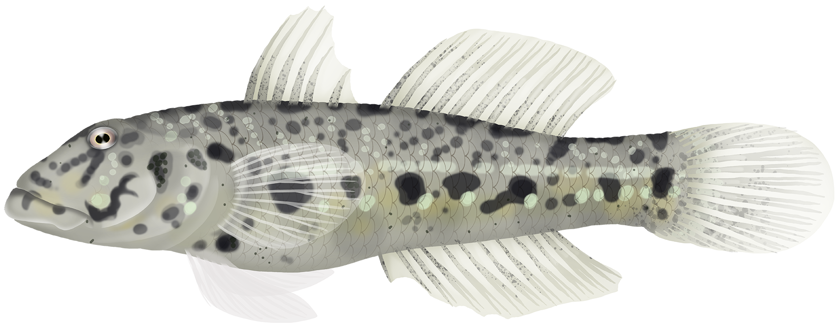 Ocellated River Goby - Marinewise