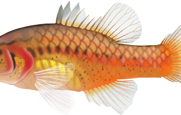 Oxleyan Pygmy Perch - Marinewise