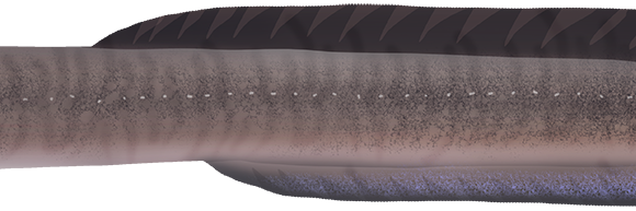 Pacific Shortfin Eel - Marinewise