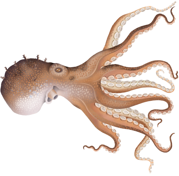 Pale Octopus - Marinewise