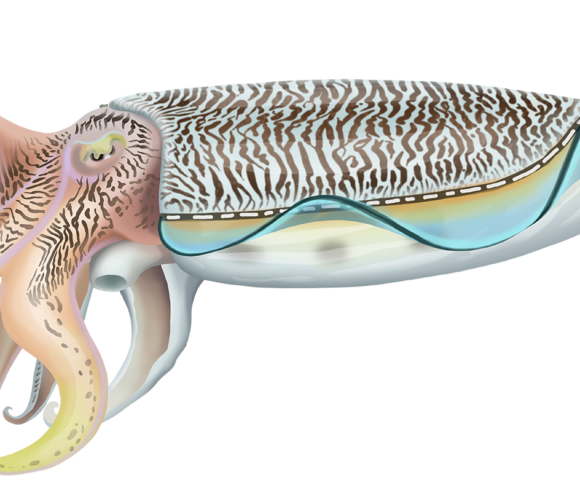 Pharoah Cuttlefish - Marinewise