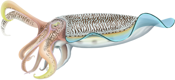 Pharoah Cuttlefish - Marinewise