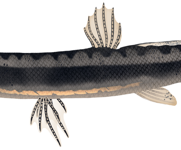 Salamanderfish - Marinewise