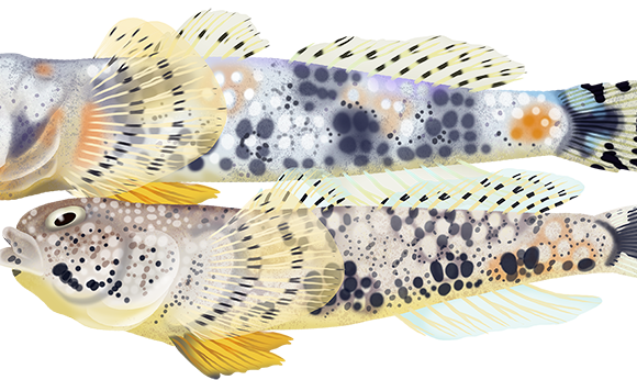 Scaleless Goby - Marinewise