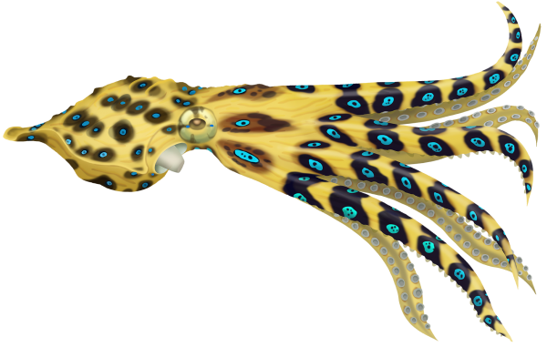 Southern Blue Ringed Octopus - Marinewise