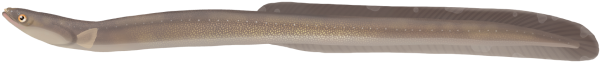 Southern Shortfin Eel - Marinewise