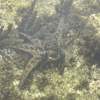 Common Sydney Octopus in rock pool