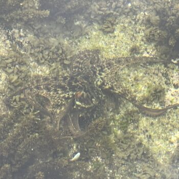 Common Sydney Octopus tidal pool