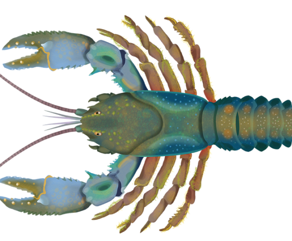 Tasmania Giant Crayfish - Marinewise