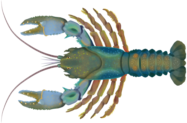 Tasmania Giant Crayfish - Marinewise