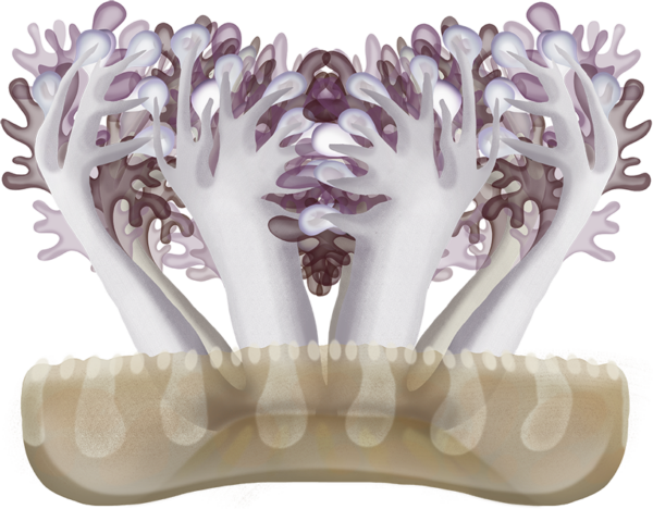 Upside Down Jellyfish - Marinewise