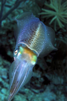 A Carbbean Reef Squid propels backwards along a reef in Roatan Honduras in search of small fishes from which to hunt.