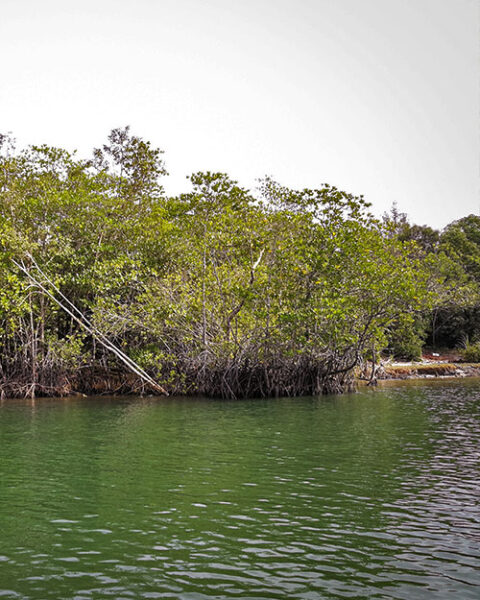 Fishing Mangrove Environments - Marinewise